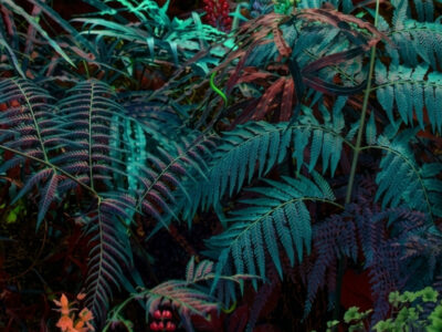 dark green aesthetic wallpaper forest botanical moody digital art