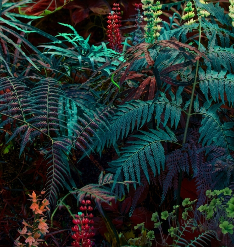 dark green aesthetic wallpaper forest botanical moody digital art