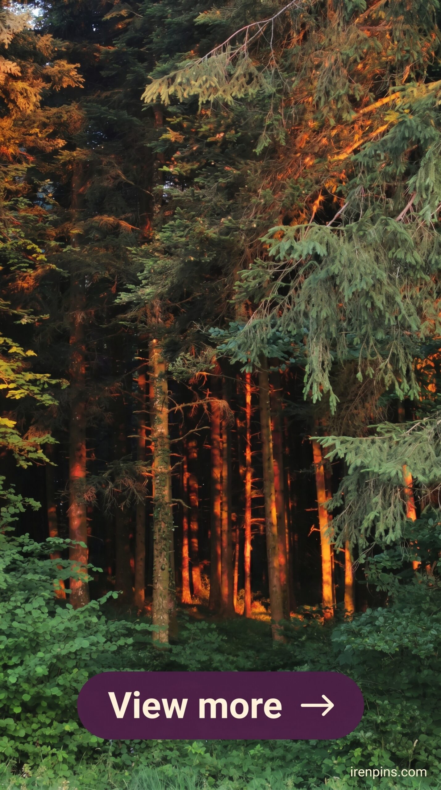 mystical forest photography sunlight pines green grass overlay printable editable